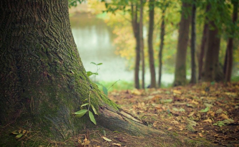 Piękny oraz {miły dla oczu ogród to nie lada wyzwanie, zwłaszcza jak jego pielęgnacją zajmujemy się sami.